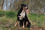 BOUVIER D'APPENZELL 031